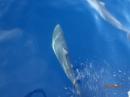 Dolphins between Dominica & Martinique